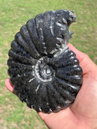 Image 4 of Black Ammonite Fossil With Pyrite #2510