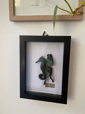 Image of Black Metallic Winged Seahorse framed specimen. Faux Taxidermy