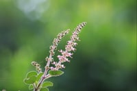 Image 2 of Tintura TULSI