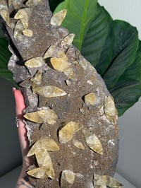 Image 6 of XXL SWEETWATER CALCITE WITH PYRITE -MISSOURI- PORCUPINE POCKET 2025 A