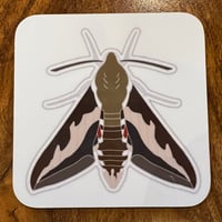 Image 2 of Bedstraw Hawk-moth - No.1 - Hawk-moths Series