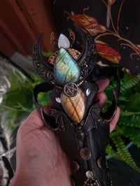 Image 16 of Spellbound adorned coyote skull 
