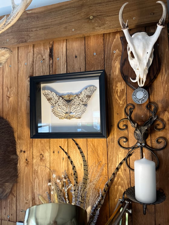 Image of Ornate Framed White Witch Moth 