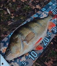 Image 2 of  Lord Lure Craw