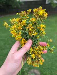 Image 2 of St. John’s Wort Tincture