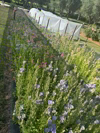 Image 5 of Spring Bouquet