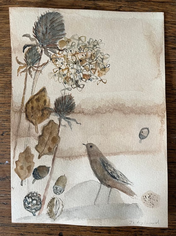 Image of Sparrow and hedgerow finds 