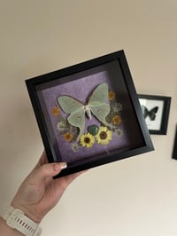 Image 1 of Luna Moth Frame