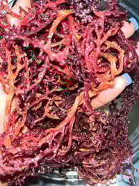 Purple Wild crafted Seamoss 