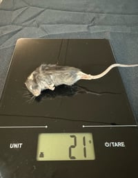 Image 2 of Medium Mouse 