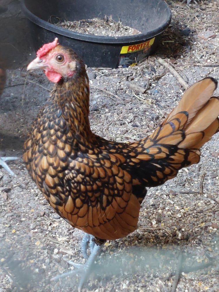 Image of ROOSTERS