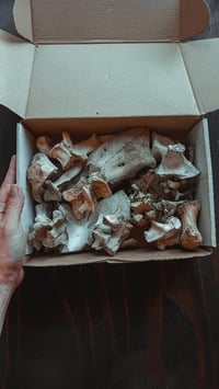 Image 3 of Bone box 2