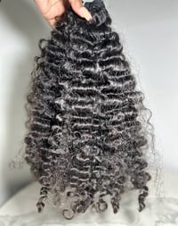 Image 1 of Burmese Curly