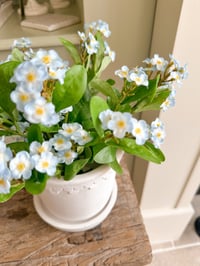Image 1 of Pale Blue Forget-Me-Not Posy ( 6 Sprays )