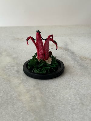 Image of Devils Fingers paper fungi