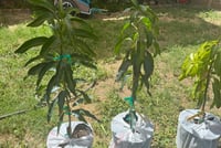 Image 2 of Mango Tree