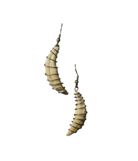 Image 1 of Wire Wrapped Coyote Tooth Earrings
