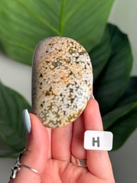 Image 8 of CHOOSE YOUR OWN ORBICULAR VEINLESS OCEAN JASPER PALM STONES -MADAGASCAR- 
