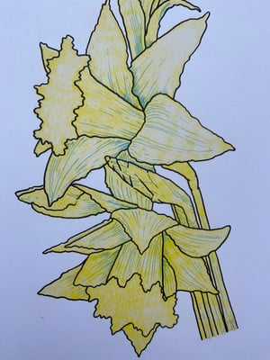 Daffodils 