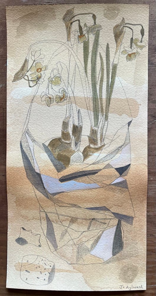 Image of Dried narcissi wrapped in tissue. 