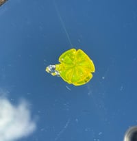 bright yellow clover