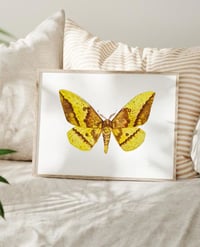 Image 1 of Emperor Moth LIMITED EDITION PRINT