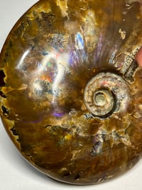 Image 3 of Large Purple Iridescent Ammonite Fossil #2443
