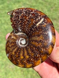 Image 1 of Ammonite Fossil | Madagascar #2921