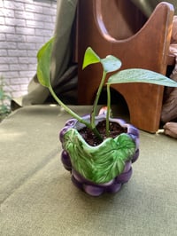 Image 2 of Golden Pothos in Grape Gravy Boat