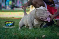 Image 1 of Johnny Dang Stud Fee