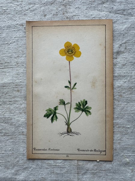 Image of Original French Botanical Plate (B)