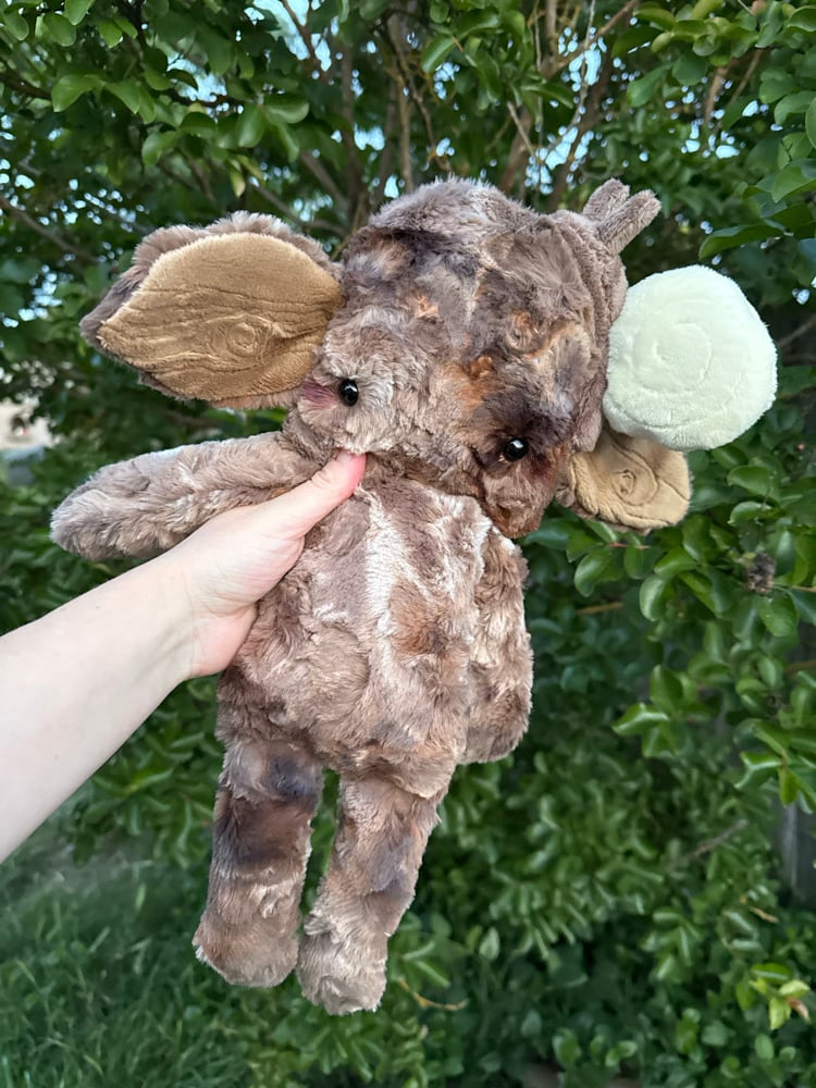 Image of Tree dweller