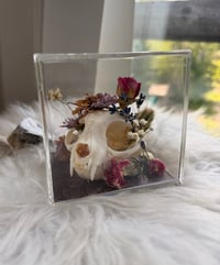 Image 6 of Aragonite Kitty