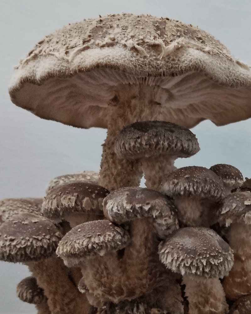 Image of Shiitake - Fresh 500g