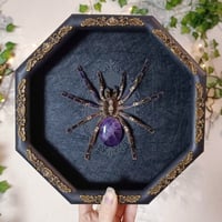 Image 2 of Gooty Sapphire Tarantula