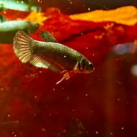 Image of Solid Blue Copper Female Sorority (Plakat)