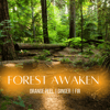 Forest Awaken
