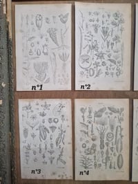 Image 2 of Les planches botaniques de 1837 série 1 (à l'unité)
