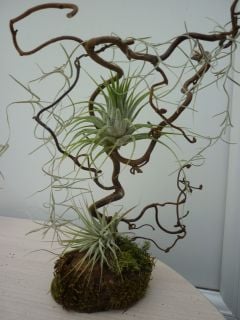 Image of tillandsia mini tree