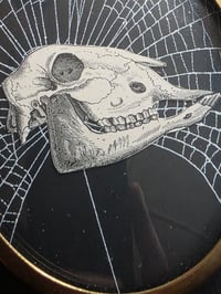 Image 2 of ANTIQUE ANATOMICAL ANIMAL COLLECTION - & Preserved web 6