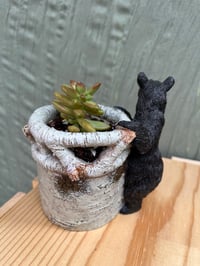 Image 2 of Coppertone Stonecrop in Black Bear Holder