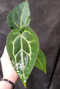 Image 3 of Stella Rose Medium