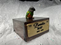 Image 8 of Handmade Custom Engraved Senegal Parrot To Your Photos Bird Urn Figurine Pet Portrait Memorial
