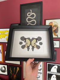 Papilio dardanus - The Ambiguous Ink Blot Collection
