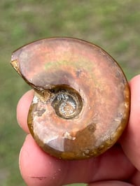 Image 2 of Rainbow Iridescent Ammonite Shell Fossil #2635