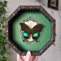 Papilio Karna