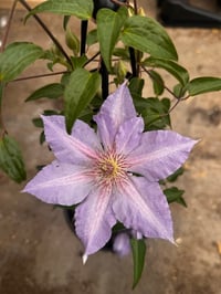 Additional International Shipping