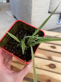 Image 2 of Variegated Spider Plant in Red Telephone Tin