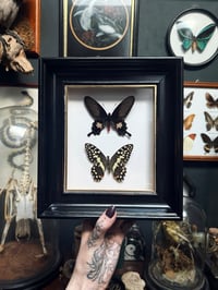 Image 3 of Citrus Swallowtail & Common Rose Frame