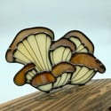 PRE-ORDER LISTING! Oyster Mushroom on Book